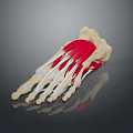 Detailed Foot Anatomical Model With Skeletal Structure And Muscle Tissue For Medical Education