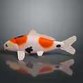 Vibrant Koi Fish With Orange White And Black Pattern On Smooth Surface Reflection