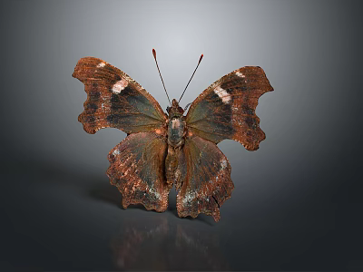 Brown And Dark Butterfly With Irregularly Shaped Wings On Gray Background With Reflection 3d model