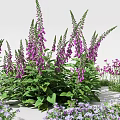 Colorful Garden Flowers With Purple Blooms White Petals And Green Foliage