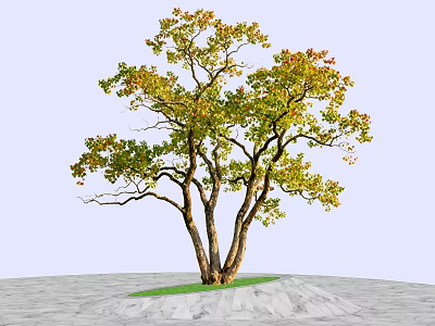 Arbor With Multiple Trunks Green And Yellow Leaves On Grass Base And Gray Ground 3d model