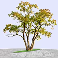 Arbor With Multiple Trunks Green And Yellow Leaves On Grass Base And Gray Ground