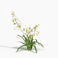 Elegant Dancing Orchid Plant with Yellow Small Flowers and Green Long Leaves on White Background