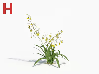 Elegant Dancing Orchid Plant with Yellow Small Flowers and Green Long Leaves on White Background 3d model