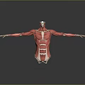 Detailed Human Body Muscle Anatomical Model Medical Device Showing Structure For Medical Education