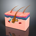 Detailed Scalp Anatomy Showing Hair Follicles Skin Layers And Hair Strands Structure