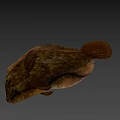 Delicious Fresh Brown Green Spotted Fish With Textured Body And Fins