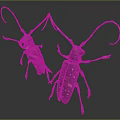 Flying Beetles With Long Antennae And Spotted Dark Bodies On Gray Background