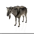 Realistic Gray And White Goat With Black Tipped Ears And Hooves Standing On White Background