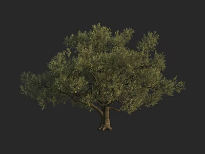 Arbor Tree With Lush Green Foliage Strong Trunk And Natural Shape 3d model