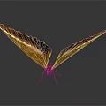 Flying Animal Butterfly With Orange Purple Iridescent Spread Wings On Grey Background