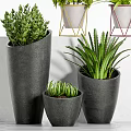 Decorative Bonsai Potted Plants with Modern Black Yellow Red Stands and Green Foliage