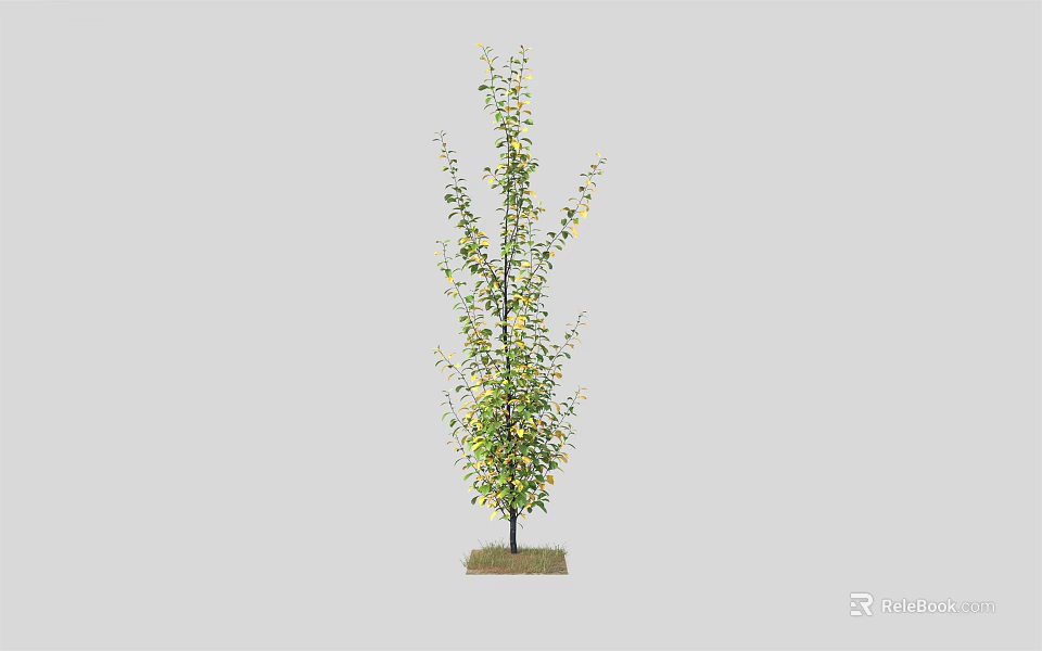 Lush Green Arbor Tree With Straight Trunk Growing On Soil Ground 3d model 