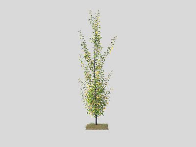 Lush Green Arbor Tree With Straight Trunk Growing On Soil Ground 3d model