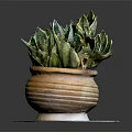 Green And White Striped Snake Plant In Terracotta Pot On Marble Tray