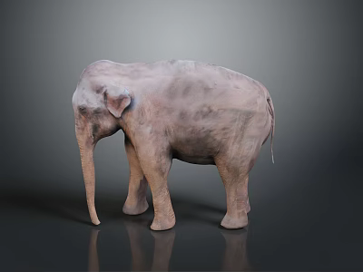 3D Rendered Realistic Elephant Standing With Detailed Texture On Gray Background 3d model