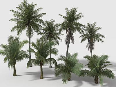 Various Palm Trees With Different Heights Green Fronds And Natural Forms 3d model