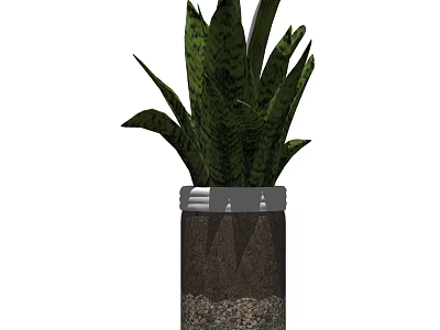 Bonsai Potted Snake Plant With Green Leaves Dark Patterns In Decorative Pot With Pebbles 3d model