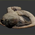 Detailed Brown Lizard Specimen On Black Background With Reflection