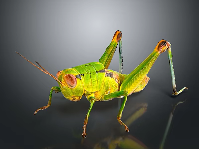 Vibrant Green And Yellow Grasshopper With Long Hind Legs And Antennae On Dark Background 3d model