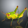 Vibrant Green And Yellow Grasshopper With Long Hind Legs And Antennae On Dark Background