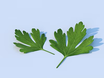 Healthy Fresh Green Parsley Leaves Two Pieces on Light Blue Background 3d model
