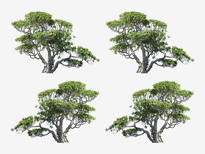 Lush Green Arbor Trees With Dense Foliage And Graceful Branch Patterns 3d model