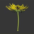 Vibrant Yellow Flower With Bright Yellow Petals And Green Stem Against Dark Background