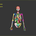 Human Limbs Anatomical Skeleton Model Displaying Bone Structure With Red Blue Markers 3d model