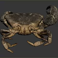 Realistic Aquatic Animal Crab With Dark Brown Shell Spotted Claws And Detailed Texture