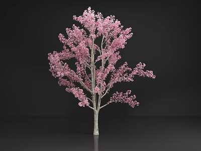 Lush Pink Flowering Arbor With White Trunk And Blossoms In Black Background 3d model