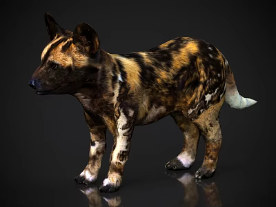 African Wild Dog With Spotted Coat Standing On Dark Background And White Tipped Tail 3d model