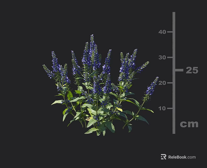 Vibrant Purple Flowers With Green Leaves And 25 cm Height Measurement 3d model 