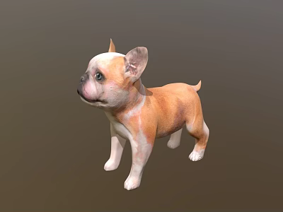 Realistic 3D Model of Brown and White French Bulldog Puppy Standing 3d model