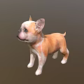 Realistic 3D Model of Brown and White French Bulldog Puppy Standing