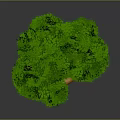 Green leafy tree with brown trunk and swing on circular base with small stones