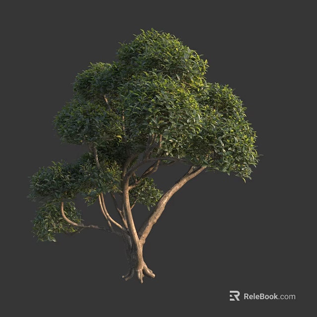Lush Green Garden Arbor with Dense Foliage Strong Trunk and Exposed Roots 3d model 
