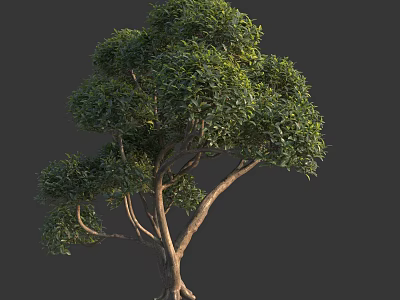 Lush Green Garden Arbor with Dense Foliage Strong Trunk and Exposed Roots 3d model