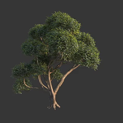 Lush Green Garden Arbor with Dense Foliage Strong Trunk and Exposed Roots 3d model