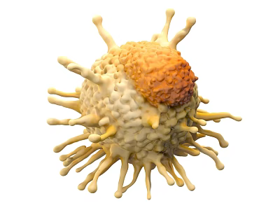 Detailed 3D Biological Cell With Yellow Orange Surface And Numerous Protrusions Structure 3d model