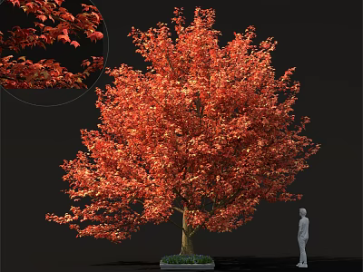 Large Vibrant Red Leaf Tree With Lush Foliage And Human Figure For Scale 3d model