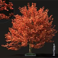 Large Vibrant Red Leaf Tree With Lush Foliage And Human Figure For Scale 3d model