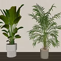 Indoor Decorative Potted Green Plants With Broad And Palm Like Leaves In Ceramic Pots