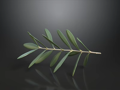 Fresh Green Olive Branch With Lush Leaves On Black Background And Reflection 3d model