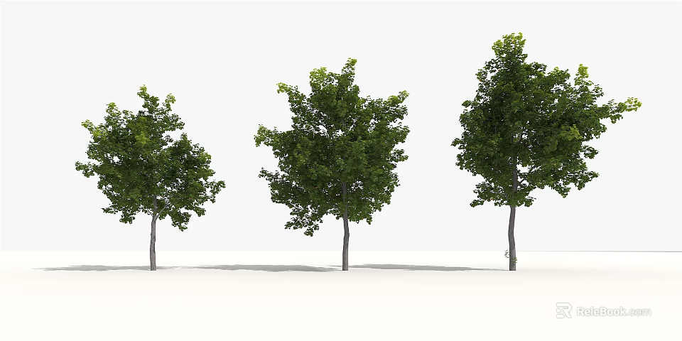 Three Arbor Trees With Green Leaves And Trunks Against White Background 3d model