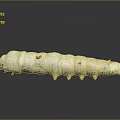 White Silkworm Pupa With Yellow Spots And Small Bottom Protrusions On Gray Background With Reflection 3d model