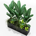 Lush Potted Plants With Large Green Leaves In Black Rectangular Planter And Mixed Grasses