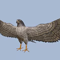 Eagle With Spread Wings And Yellow Talons Soaring Through Blue Sky