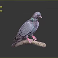 Blue Pigeon With Iridescent Neck Feathers Perched On A Branch Against Gray Background