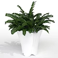 Indoor Potted Plants With Various Green Foliage In White Ceramic Pots
